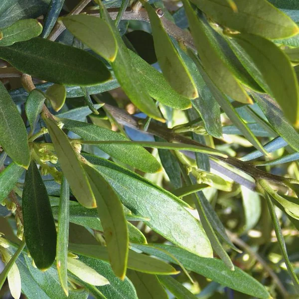 Olea Europaea (olivier d'Europe) 15 ? 20 en pot de 25 L vert