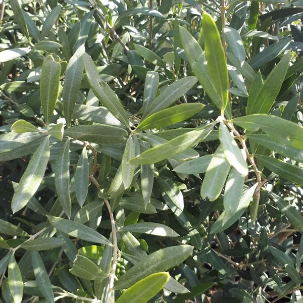 Olivier ou Olea Europea. Le pot de 5 litres, forme bonsaï