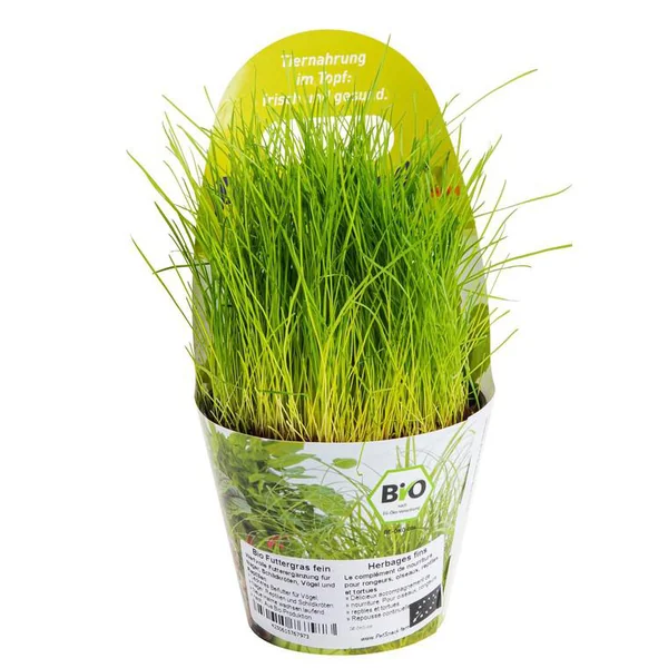 Plante Amie Des Animaux Festuca Bio. Le pot de diamètre 11 cm