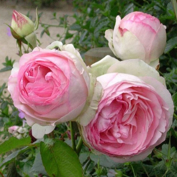Rosier Pierre de Ronsard rose tipi. Le pot de 5 litres
