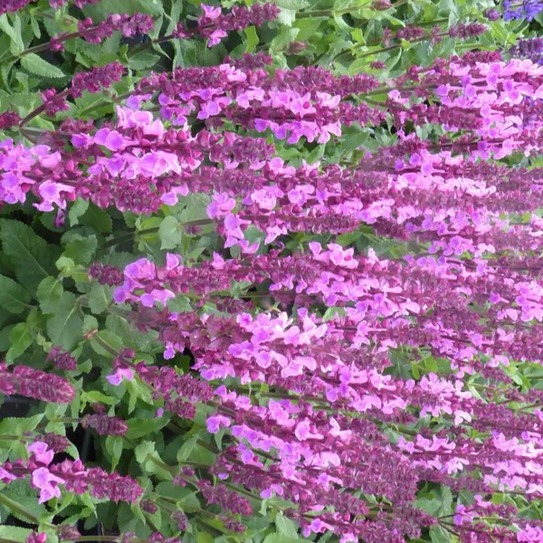 Sauge des bois ou Salvia Nemerosa Sensation compact Bright Rose. Le pot de 2 litres