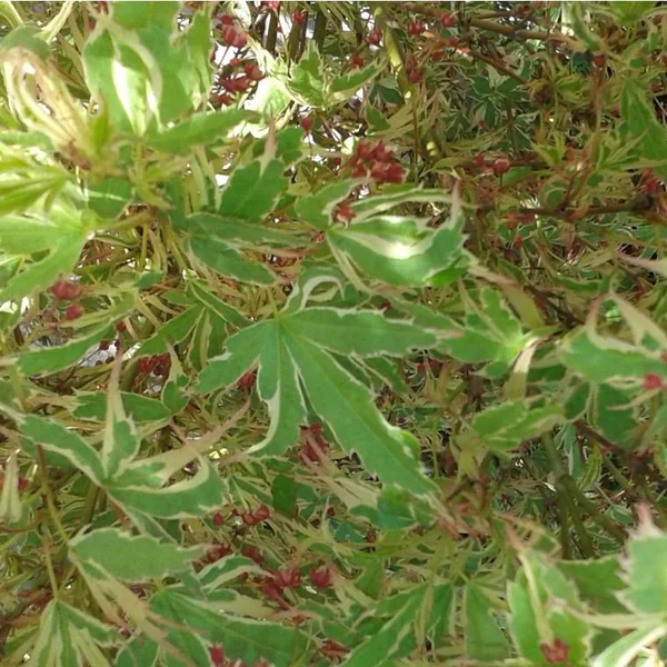 Érable du Japon Butterfly vert marginé crème. Le pot de 5 litres, 60/80 cm