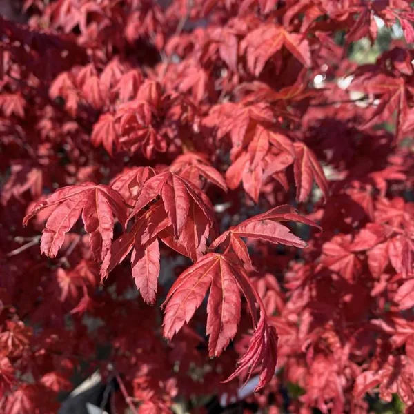 Érable du Japon Deshojo rouge. Le pot de 5 litres, 60/80 cm